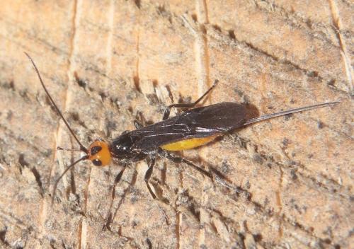 Réf. 285 715 : Atanycolus sp.
